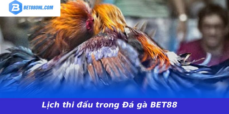Lịch thi đấu trong Đá gà BET88